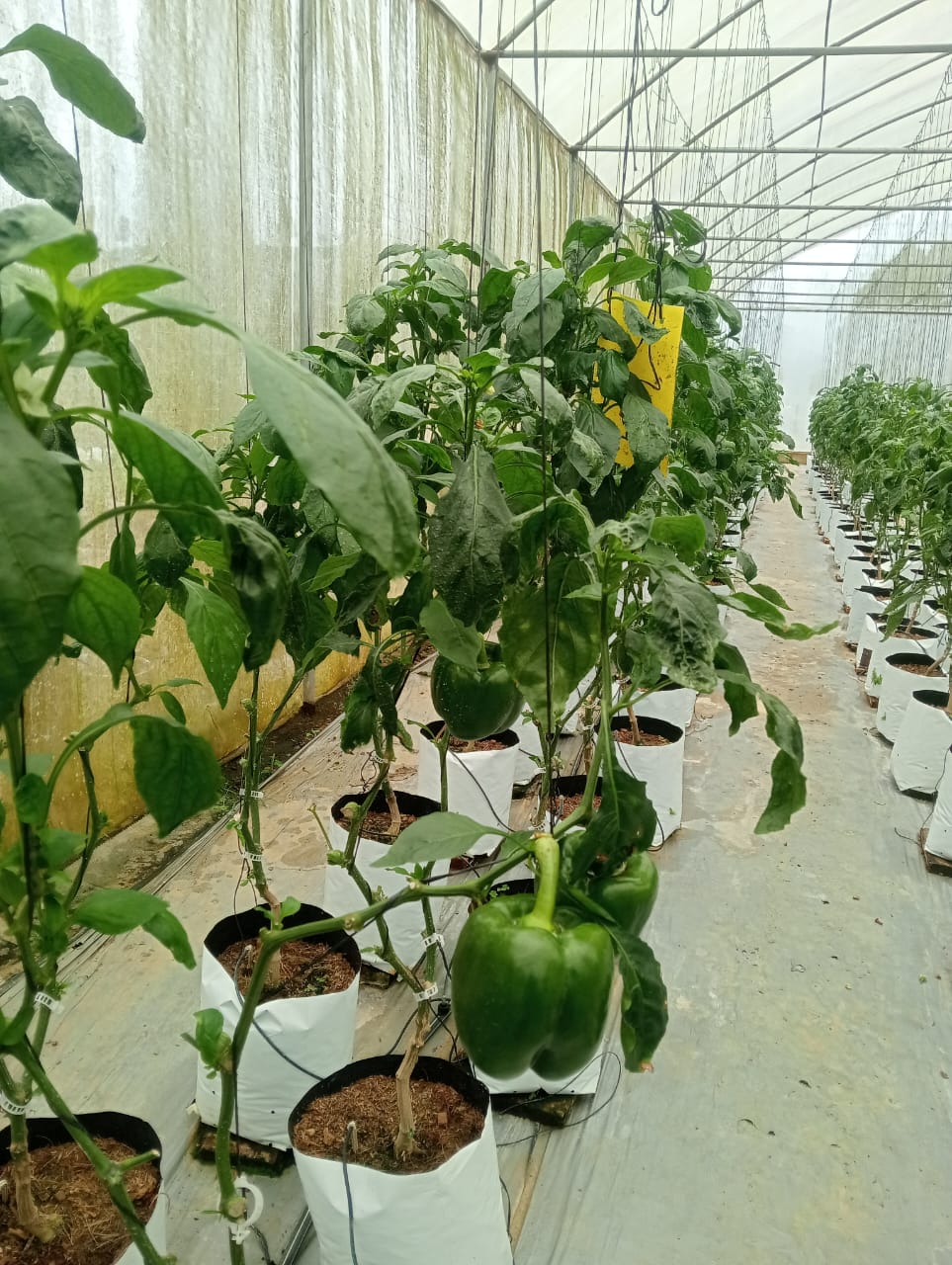 Pepper plants