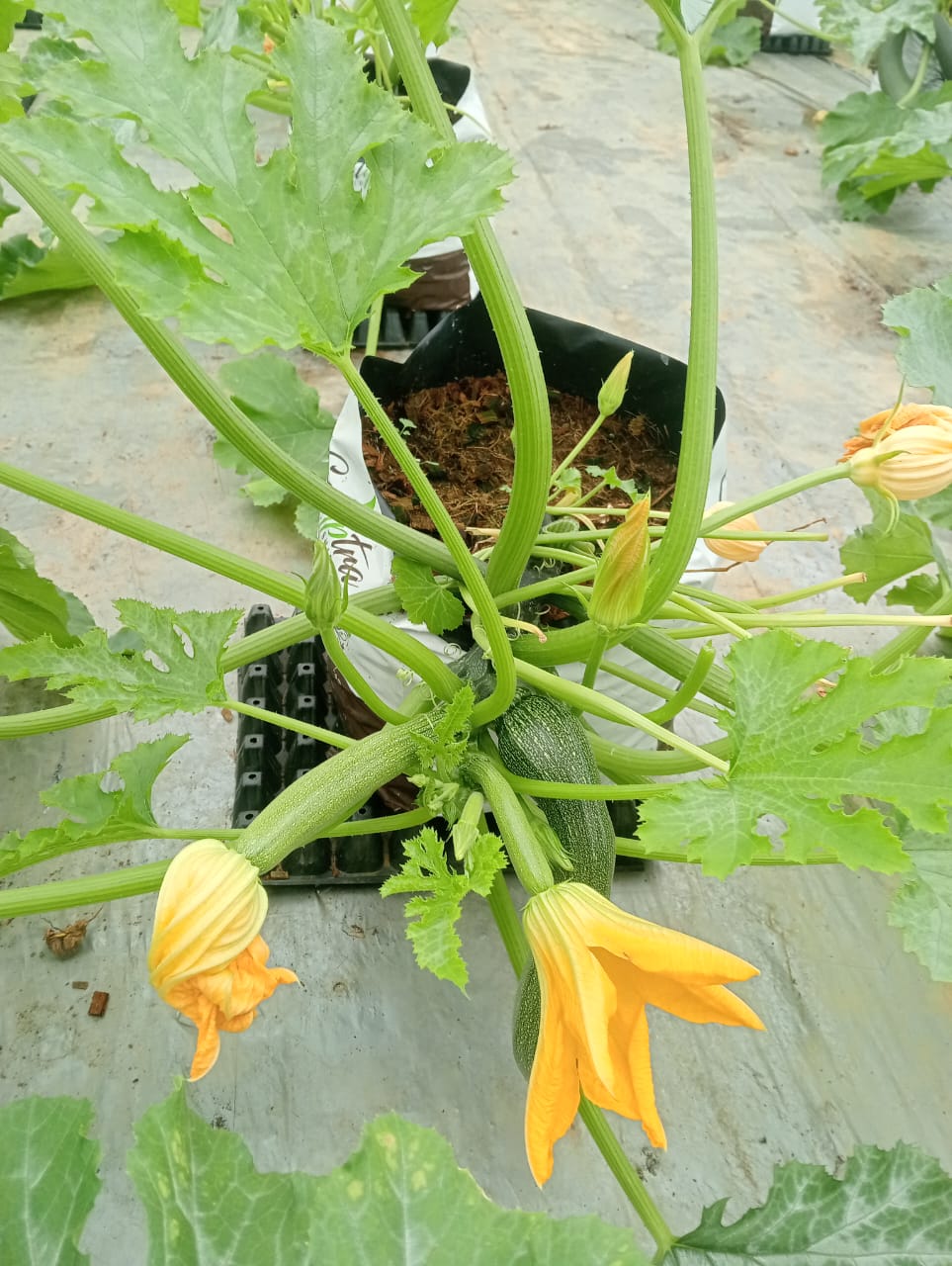 Farmax greenhouse and bell pepper photo 2
