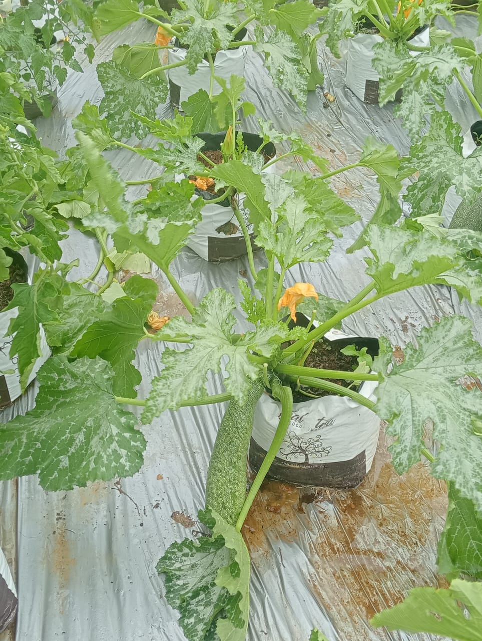 Farmax greenhouse and bell pepper photo 3