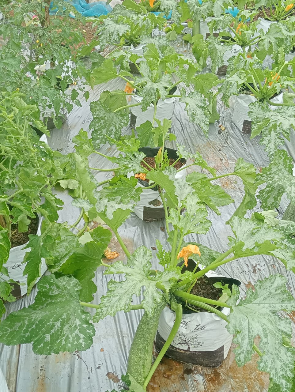 Farmax greenhouse and bell pepper photo 4