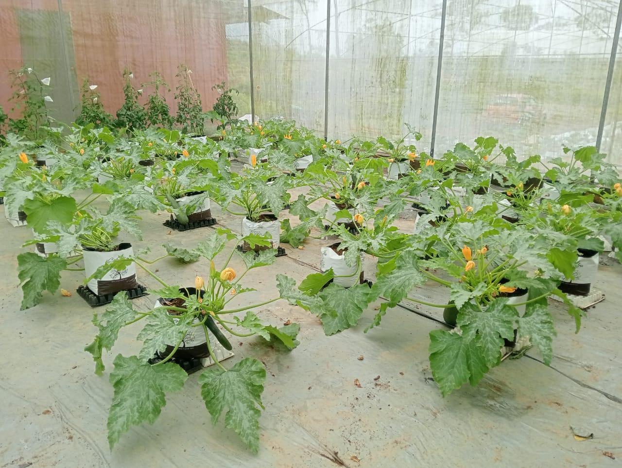 Farmax greenhouse and bell pepper photo 5