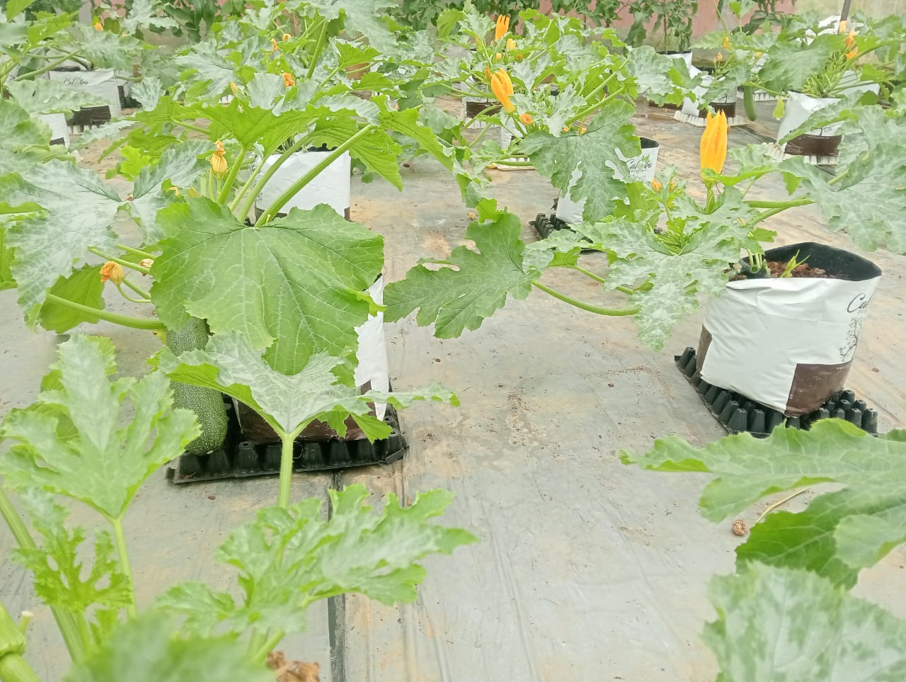 Farmax greenhouse and bell pepper photo 6