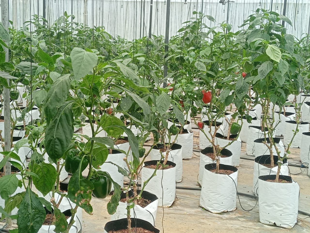 Farmax greenhouse and bell pepper photo 8
