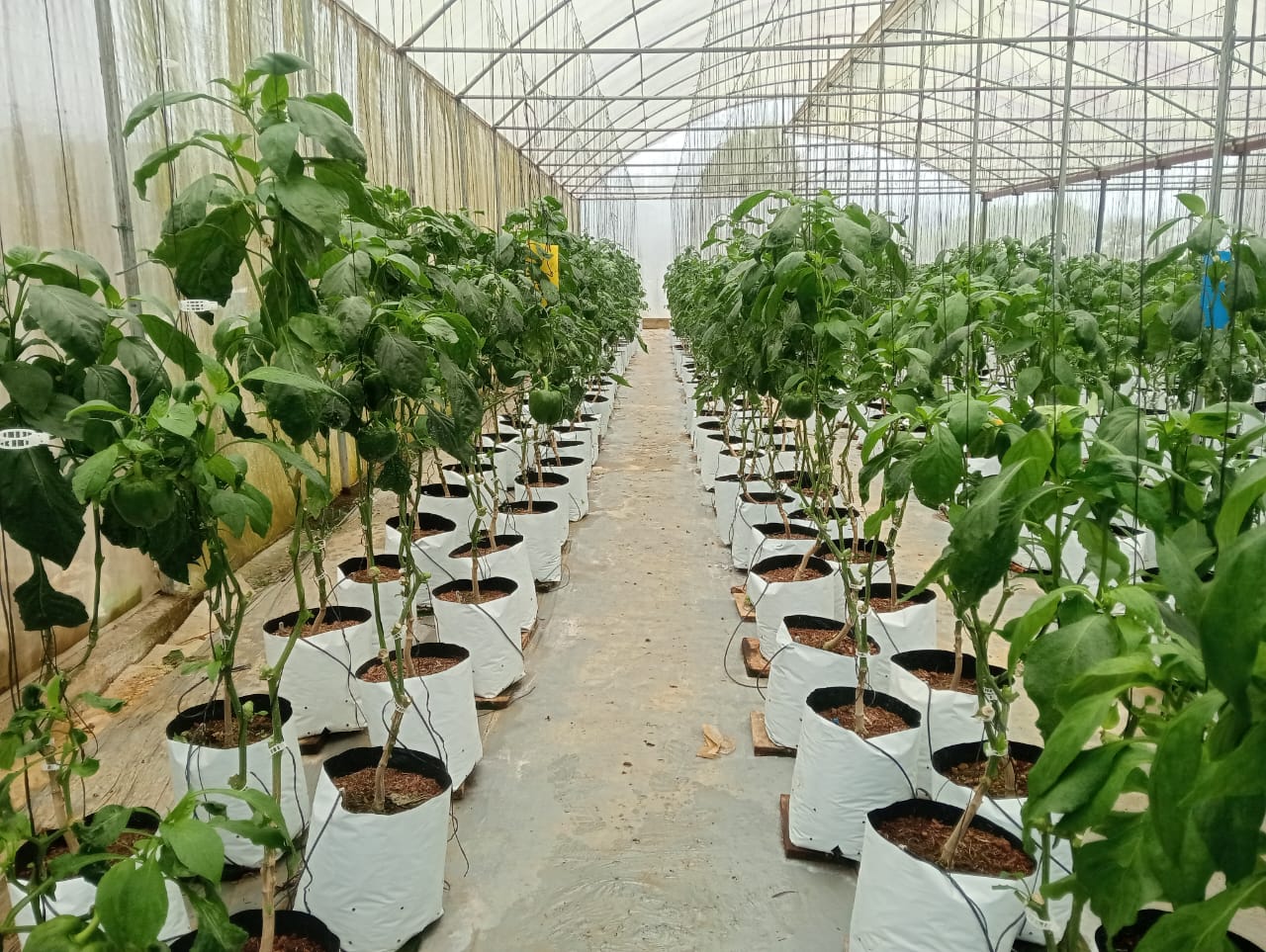 Farmax greenhouse and bell pepper photo 9