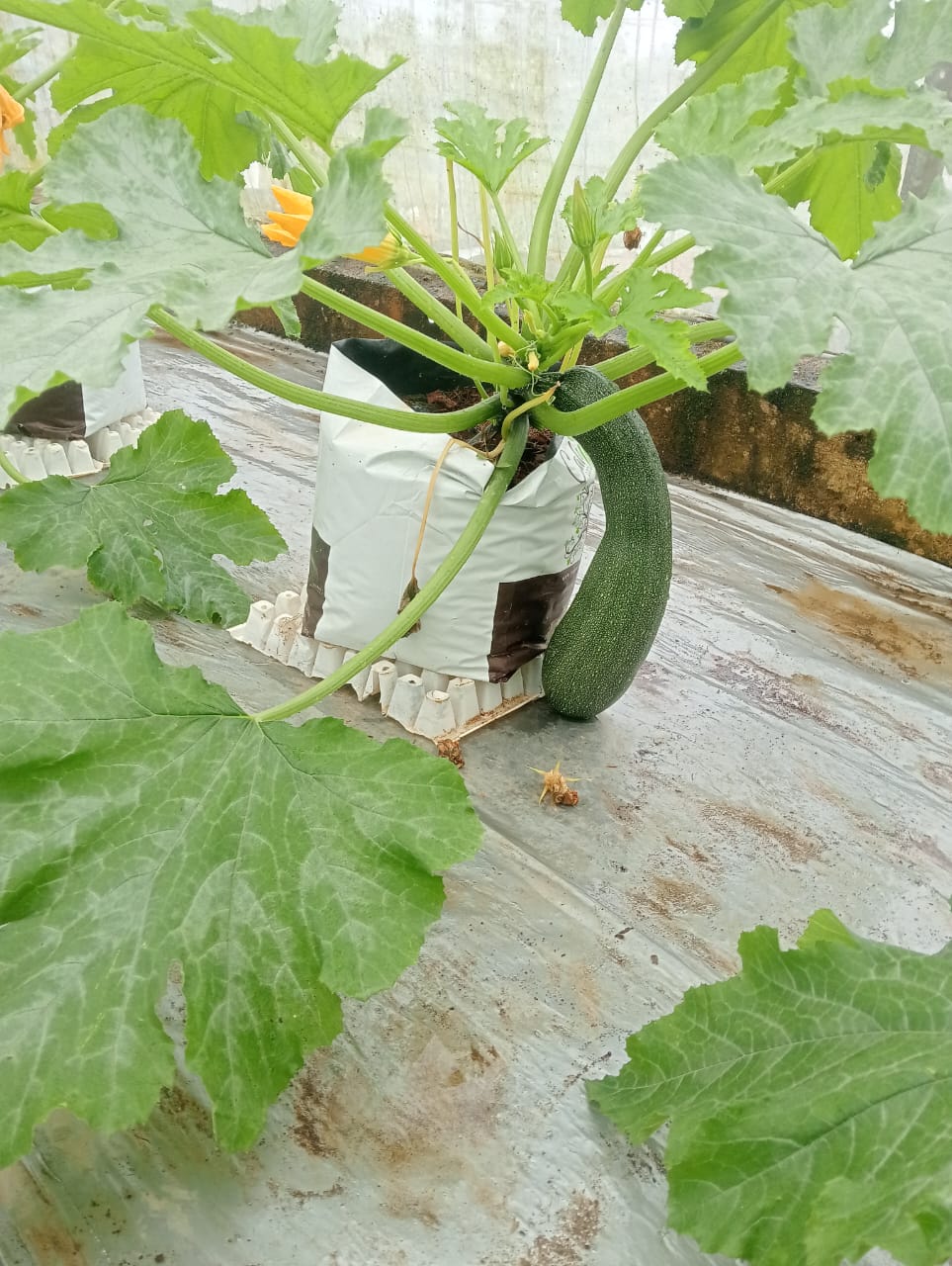 Farmax greenhouse and bell pepper photo 11