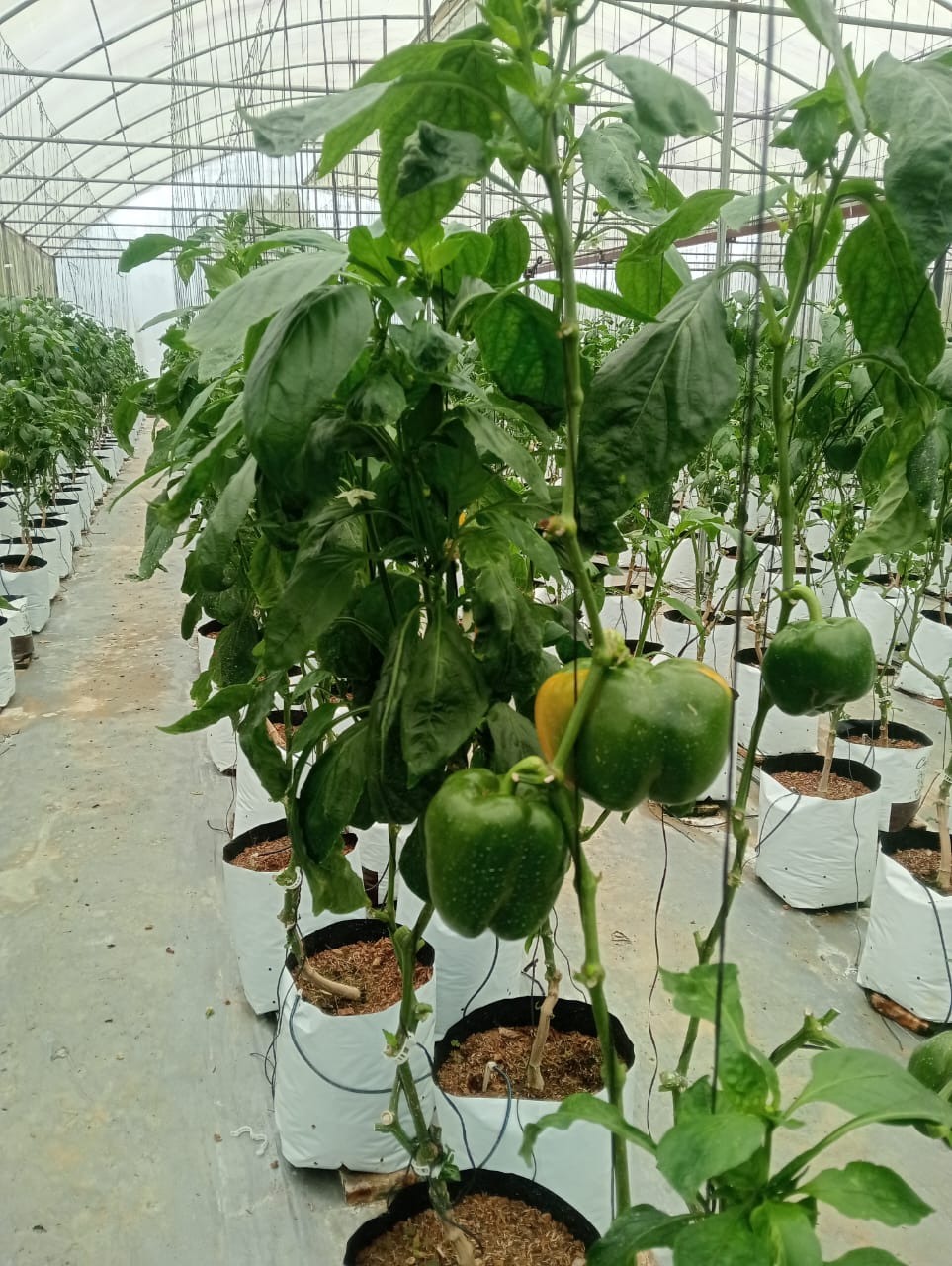 Farmax greenhouse and bell pepper photo 12