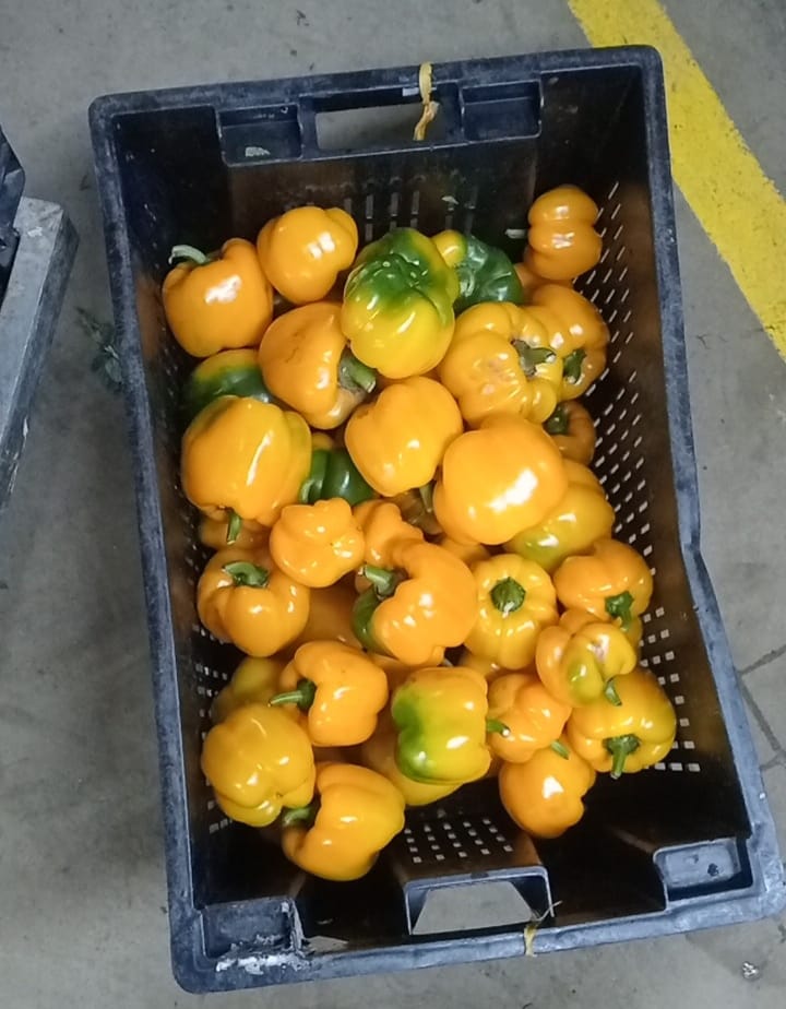 Farmax greenhouse and bell pepper photo 17