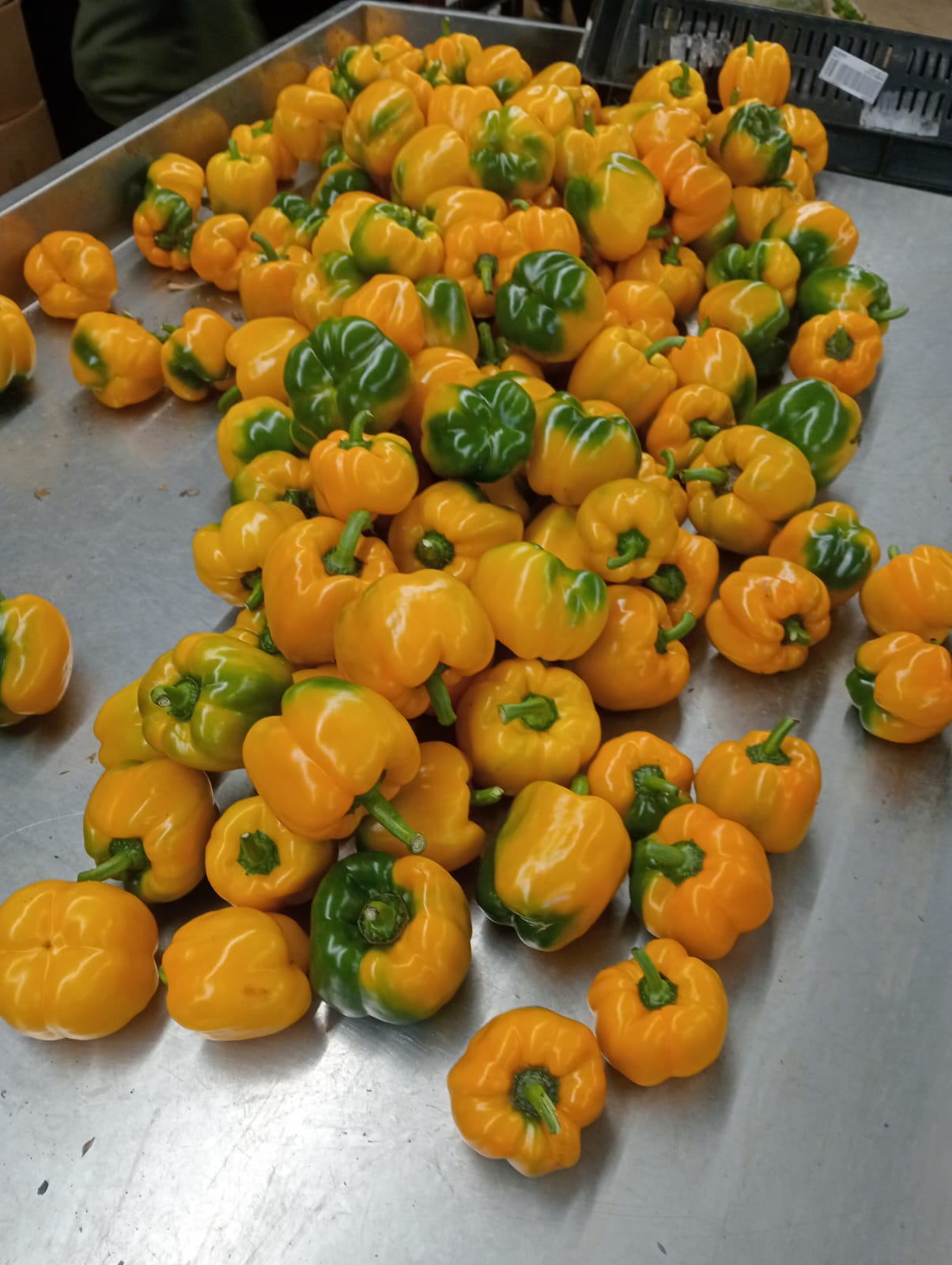 Farmax greenhouse and bell pepper photo 19