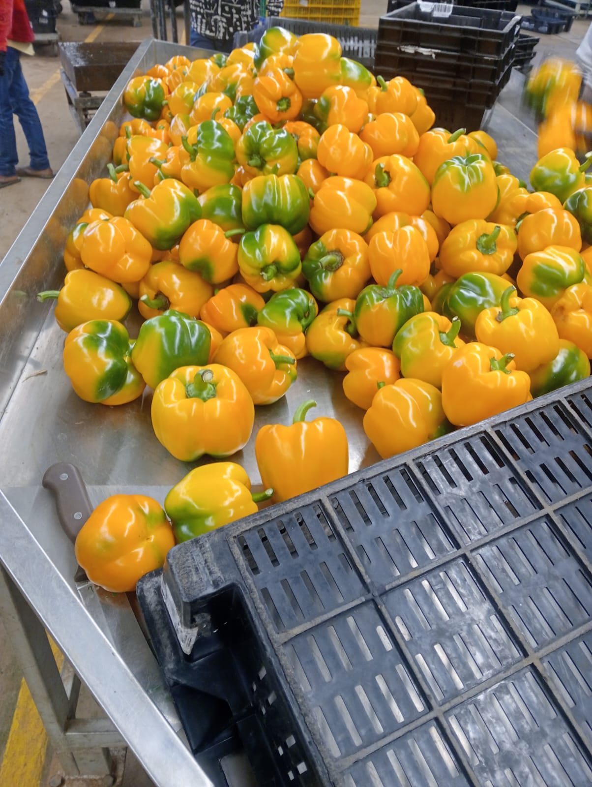 Farmax greenhouse and bell pepper photo 20