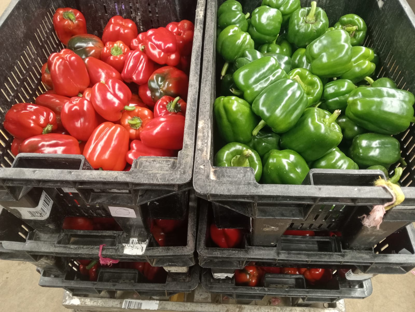 Farmax greenhouse and bell pepper photo 22