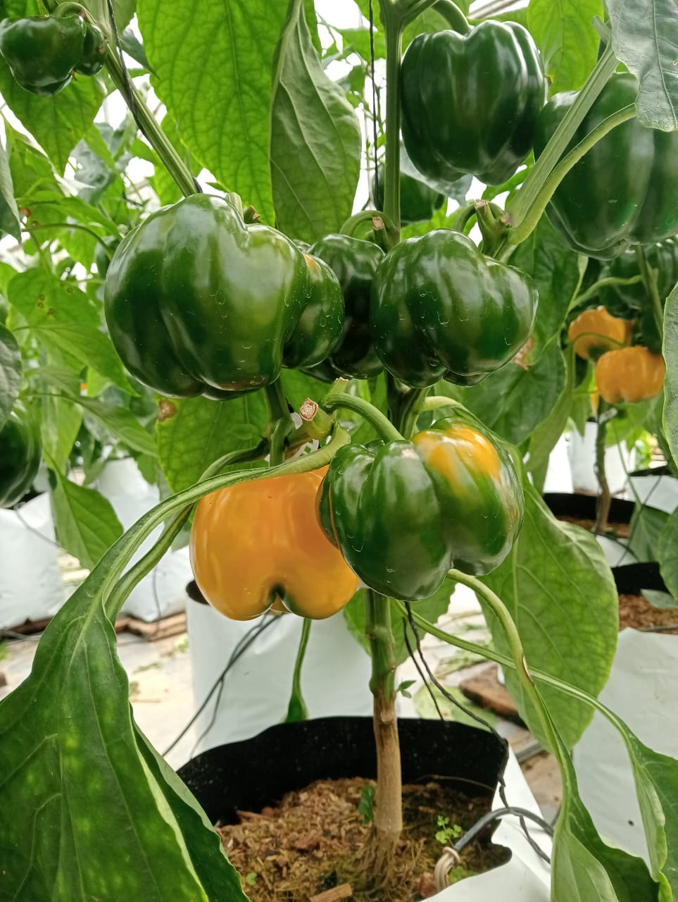 Farmax greenhouse and bell pepper photo 24