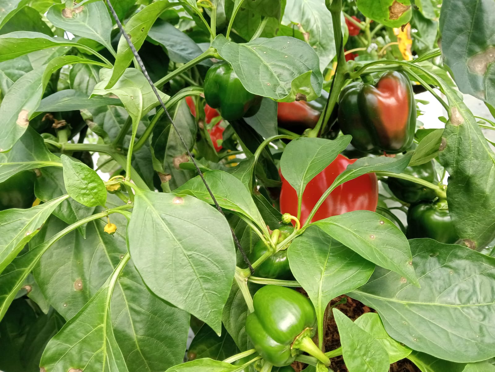 Farmax greenhouse and bell pepper photo 25
