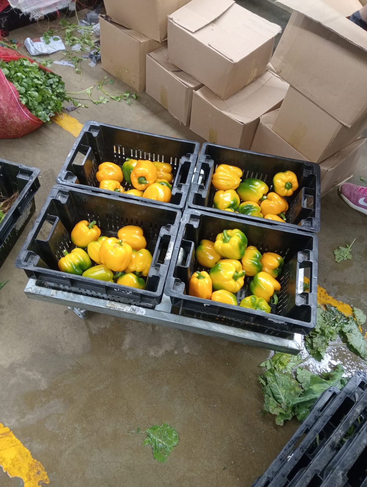 Farmax greenhouse and bell pepper photo 26