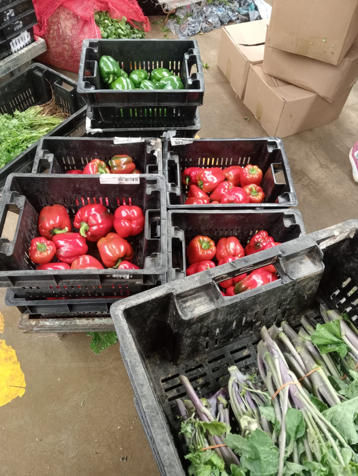 Farmax greenhouse and bell pepper photo 27