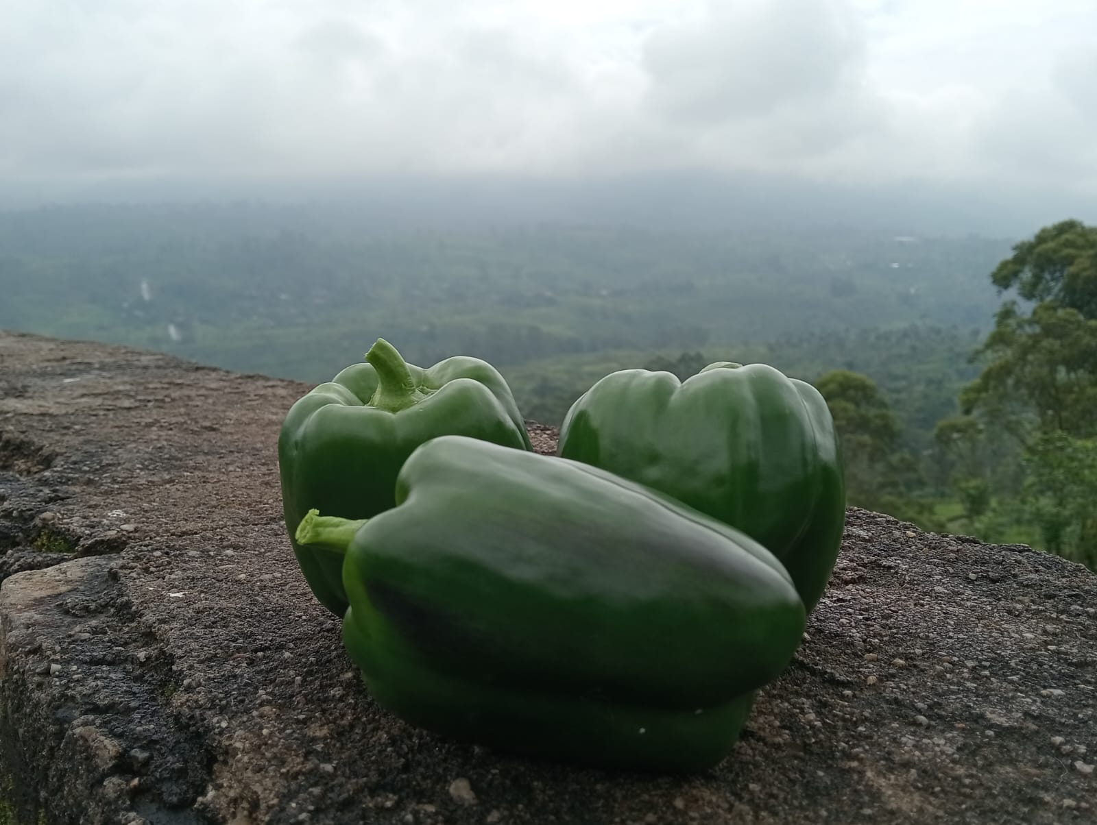 Farmax greenhouse and bell pepper photo 28