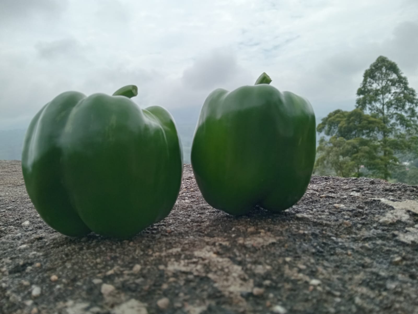 Farmax greenhouse and bell pepper photo 30