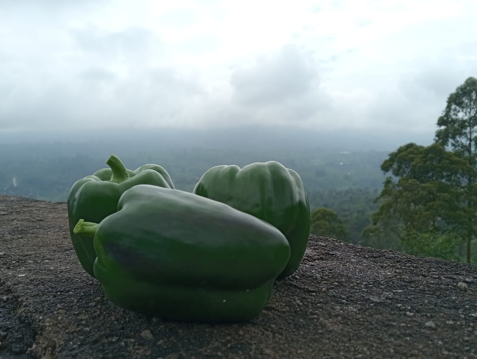 Farmax greenhouse and bell pepper photo 31