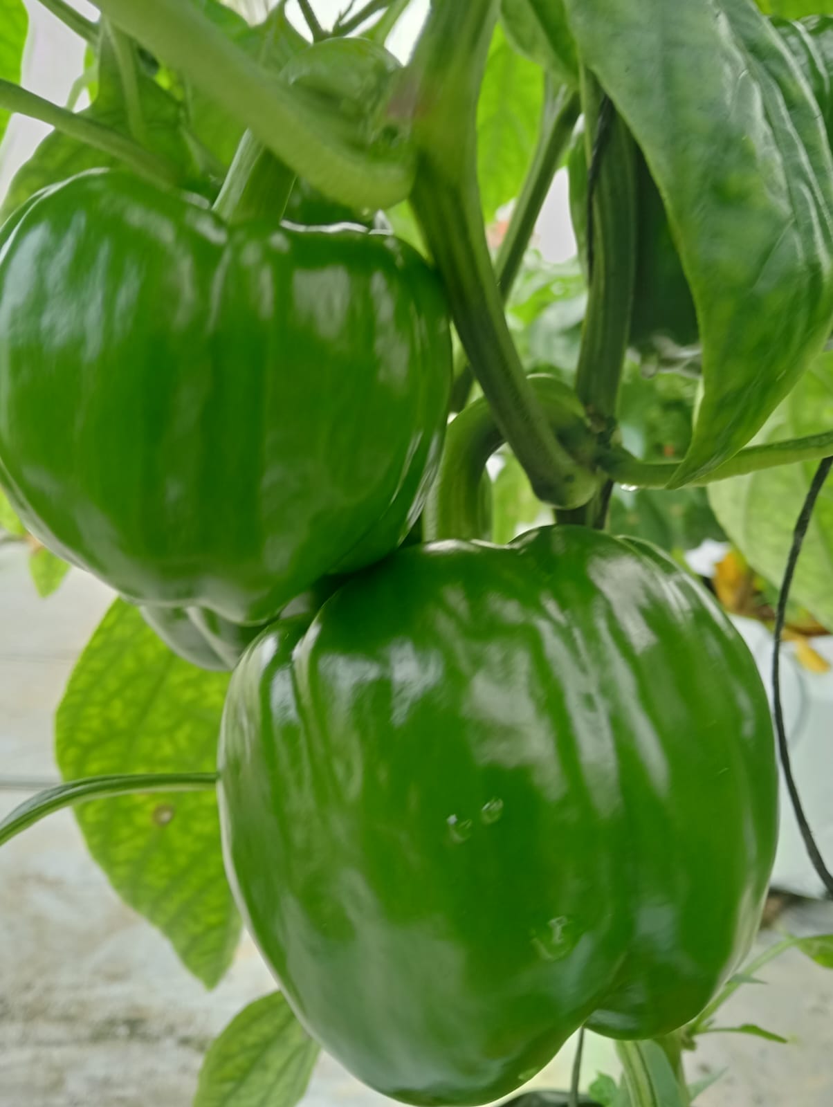 Farmax greenhouse and bell pepper photo 33