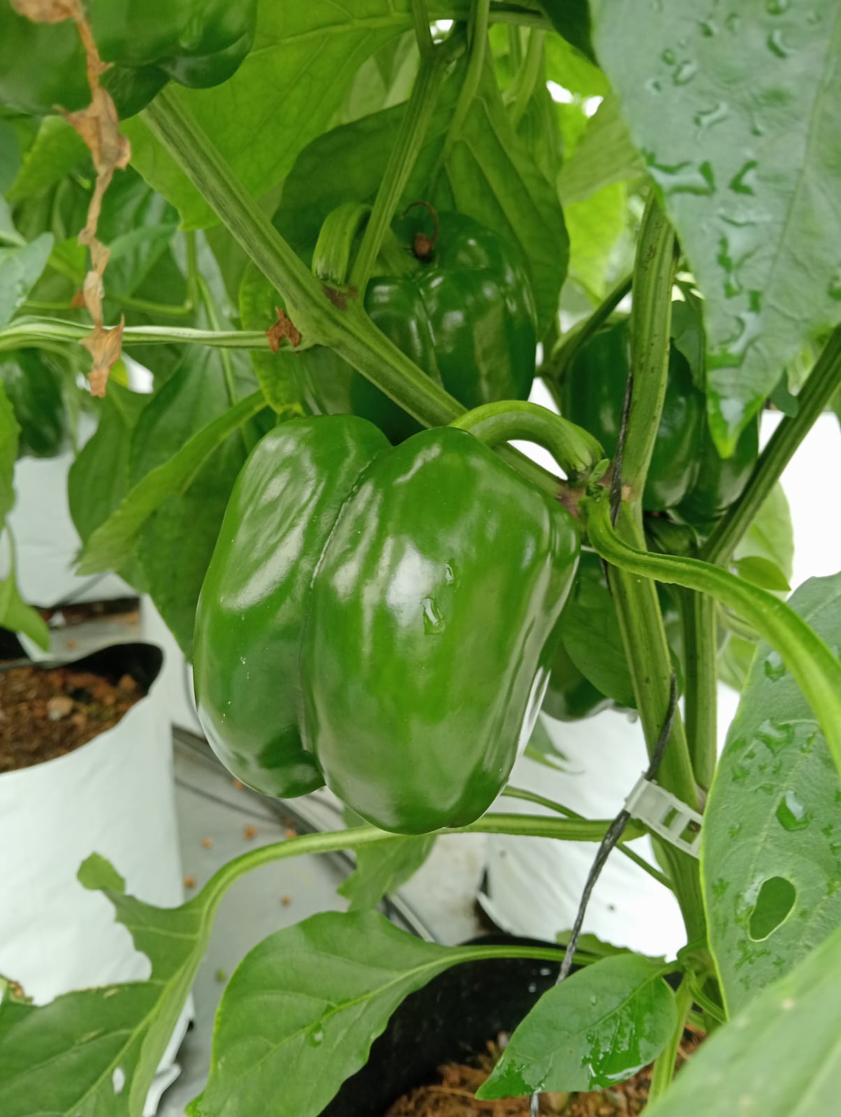 Farmax greenhouse and bell pepper photo 34