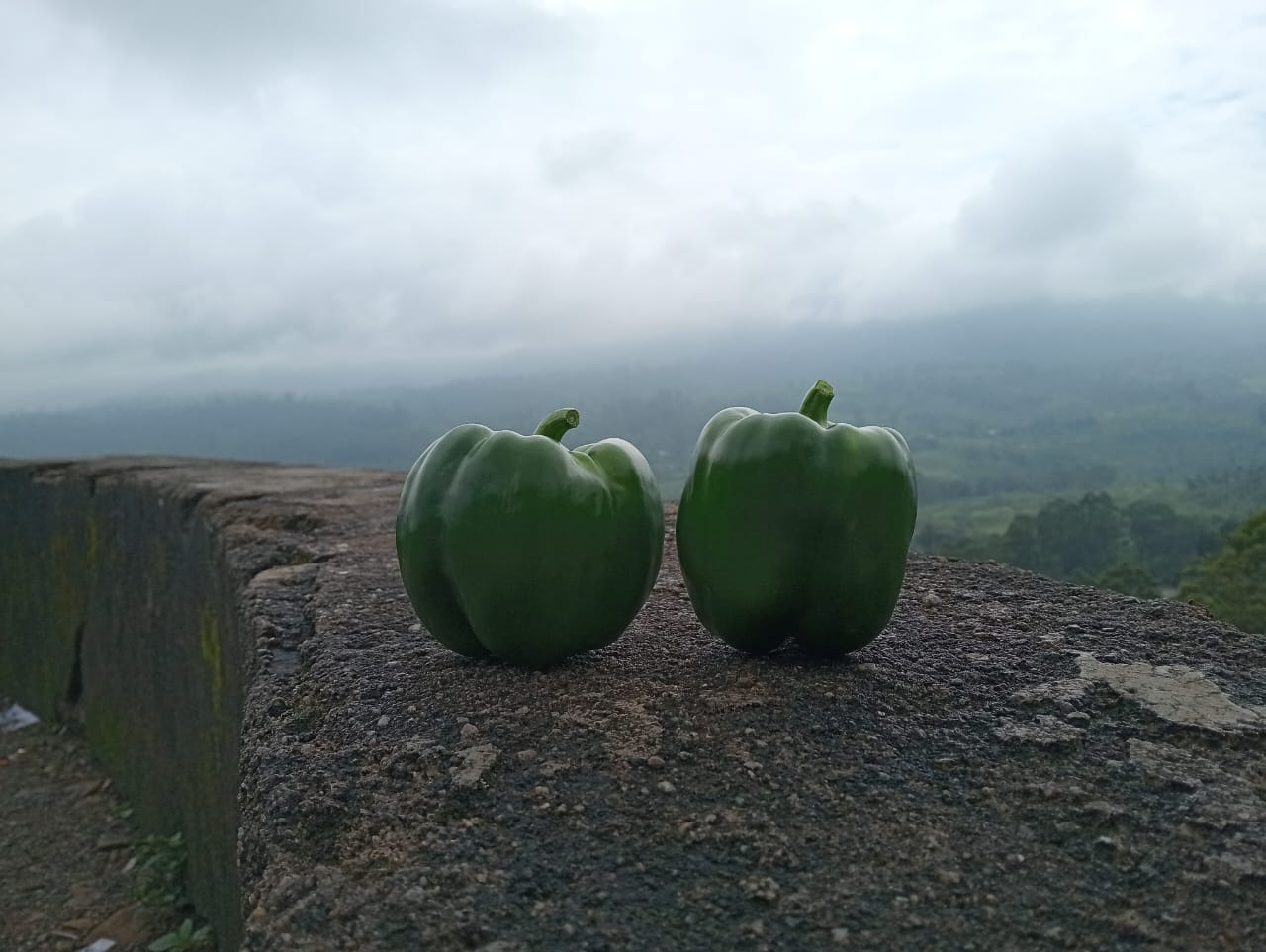 Farmax greenhouse and bell pepper photo 35