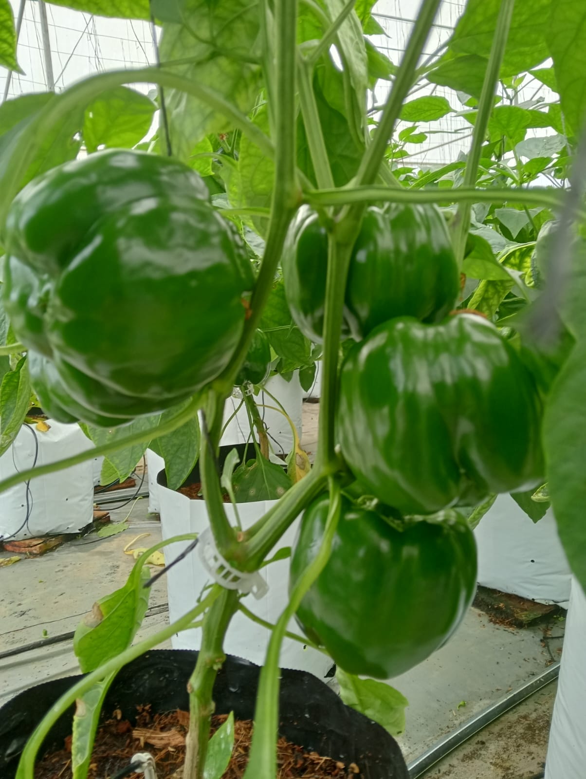 Farmax greenhouse and bell pepper photo 37