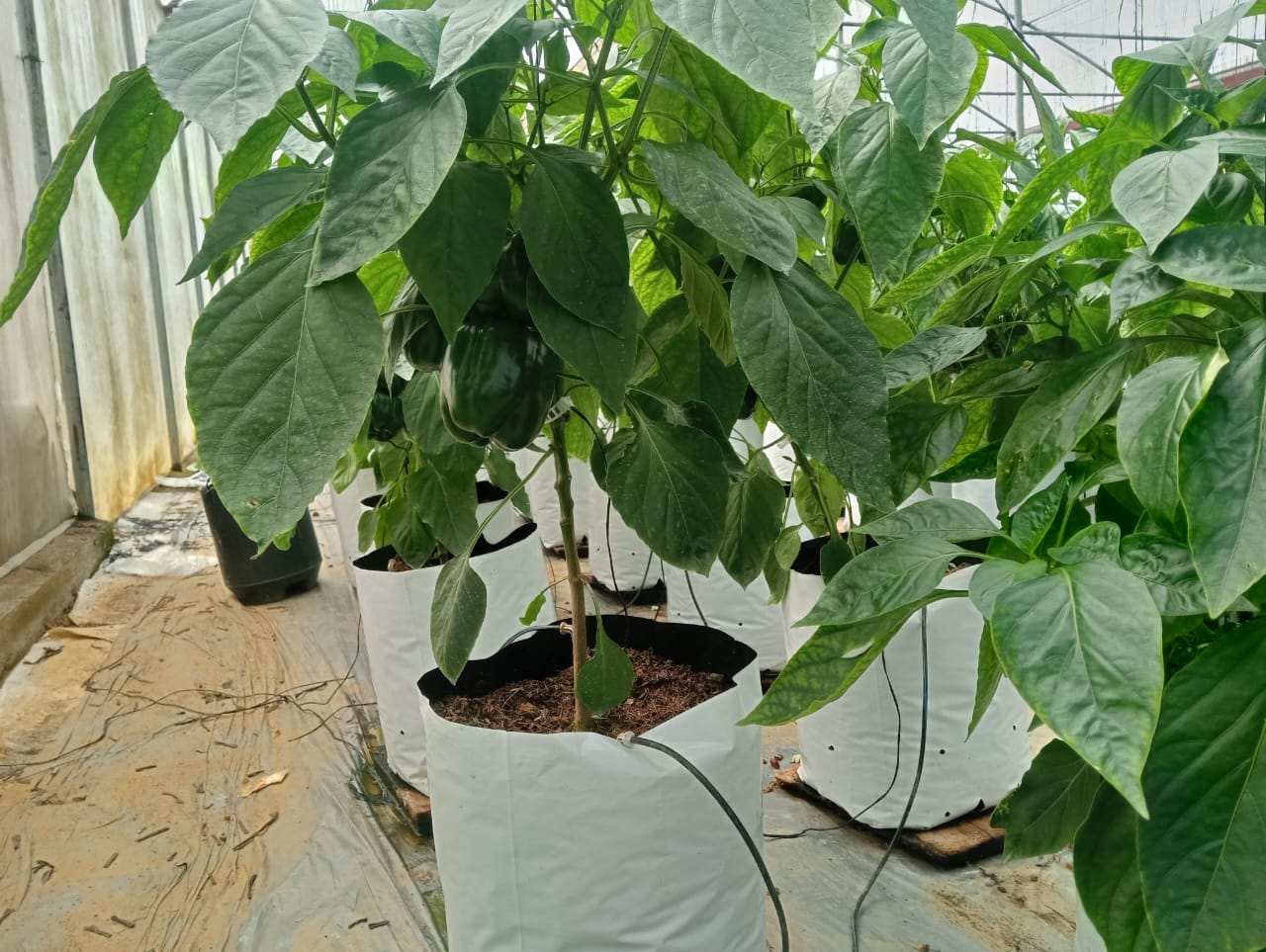 Farmax greenhouse and bell pepper photo 42