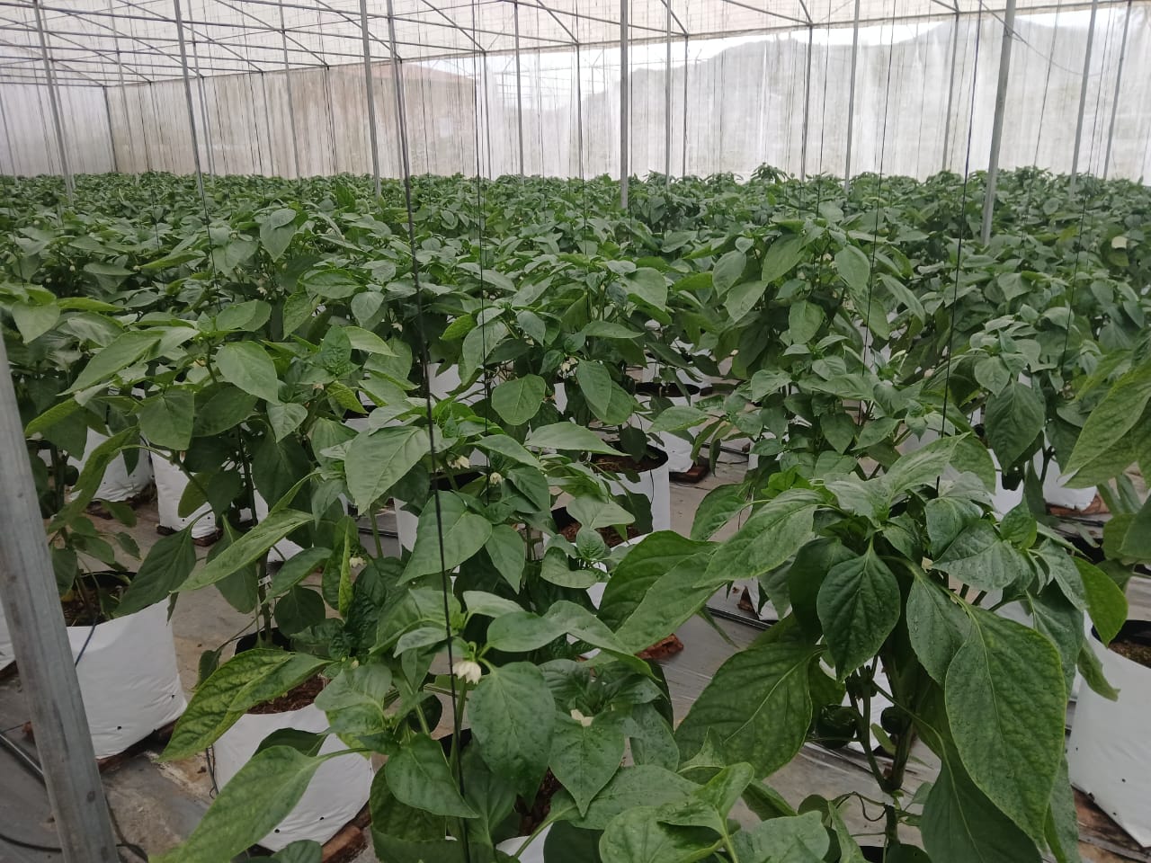 Farmax greenhouse and bell pepper photo 44