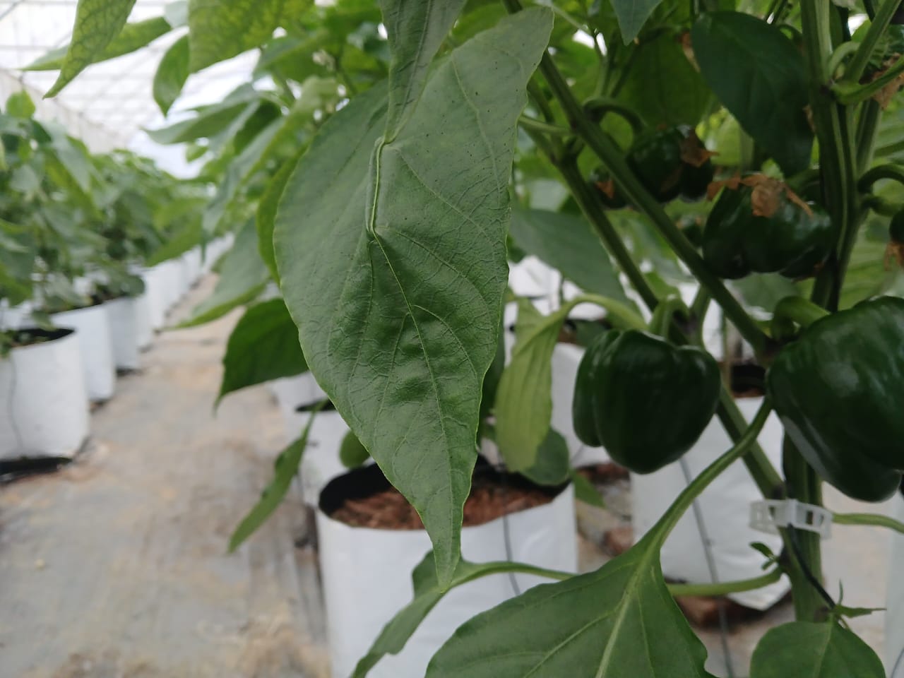 Farmax greenhouse and bell pepper photo 46