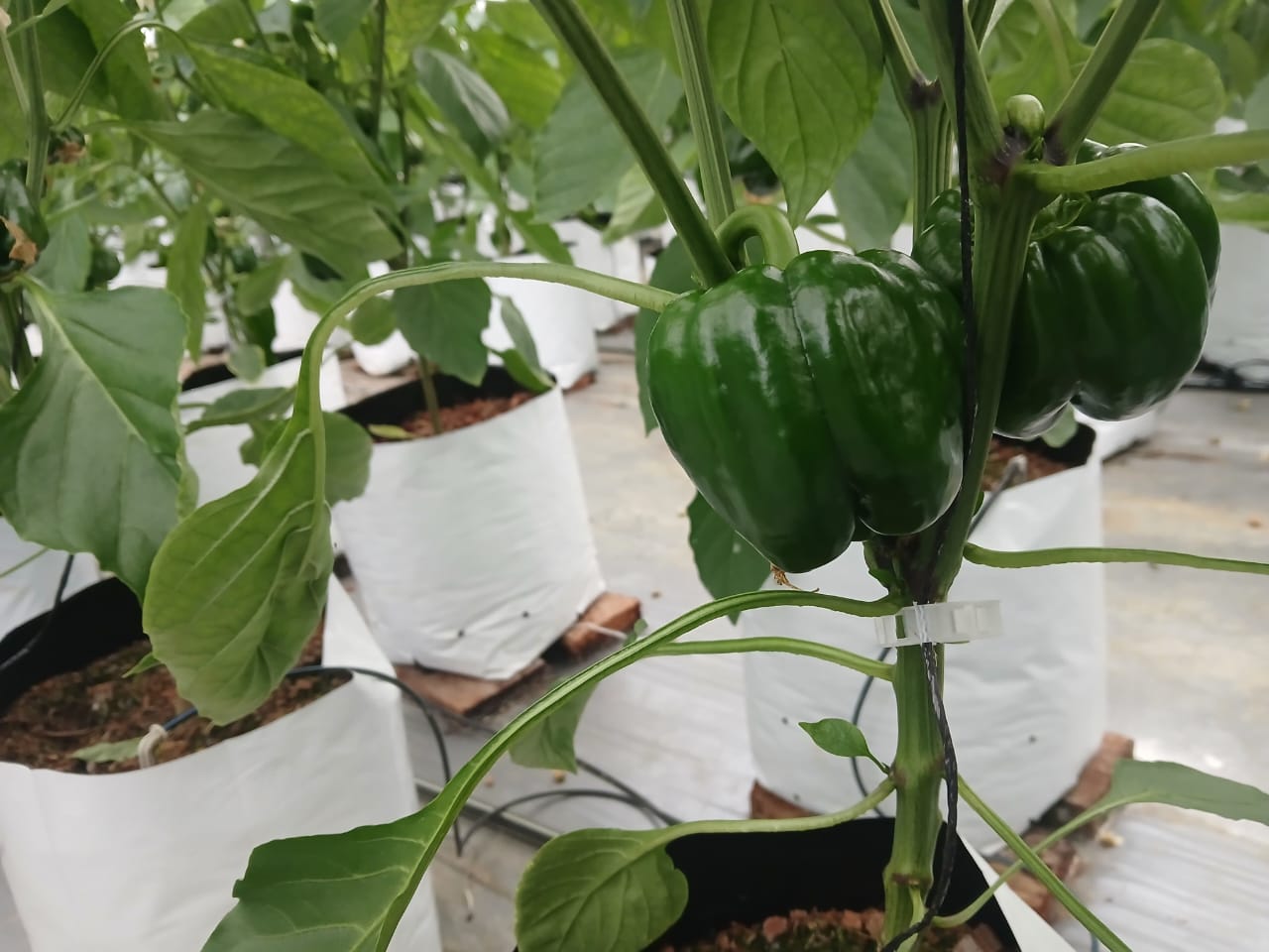 Farmax greenhouse and bell pepper photo 47