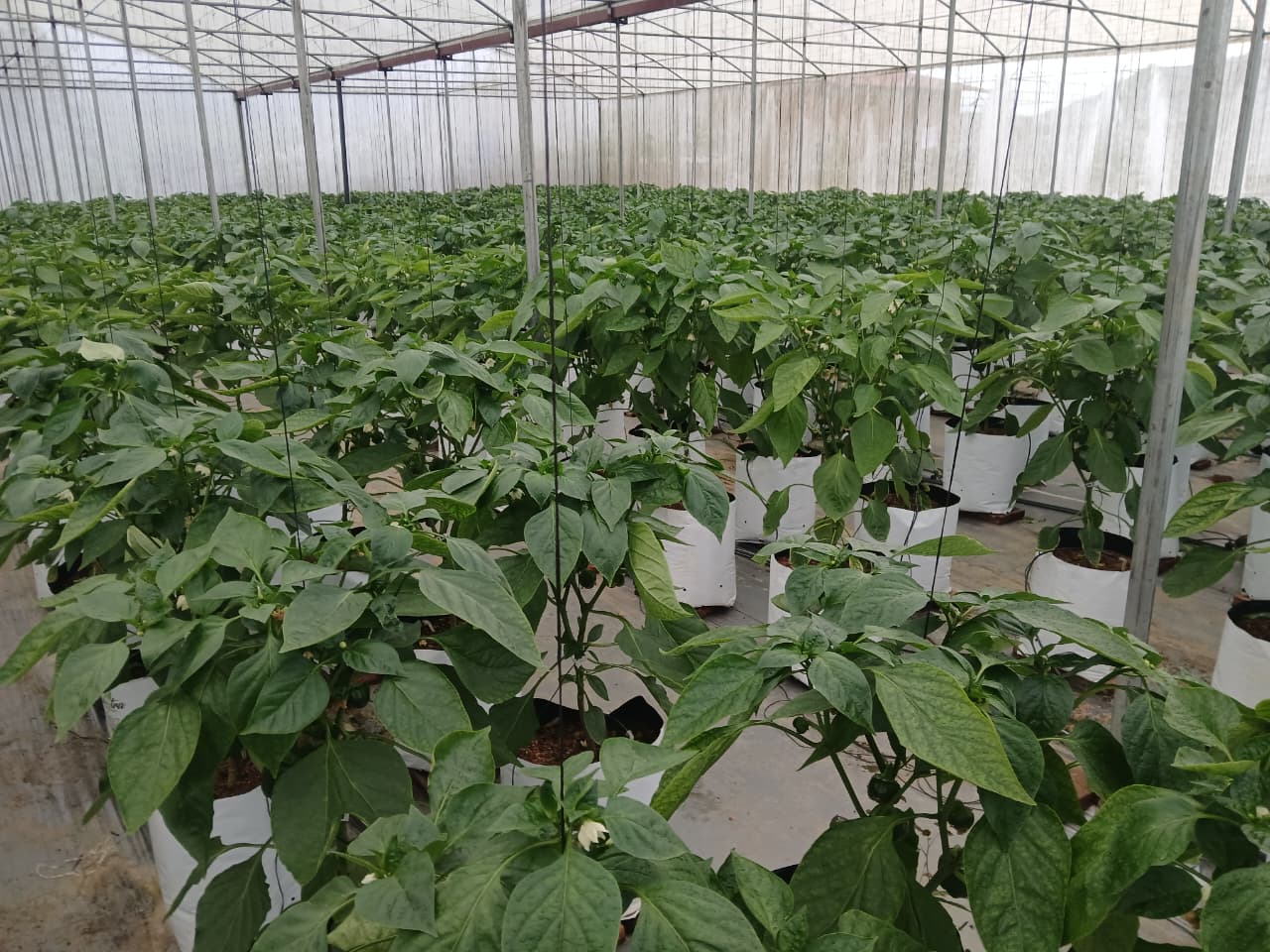Farmax greenhouse and bell pepper photo 48