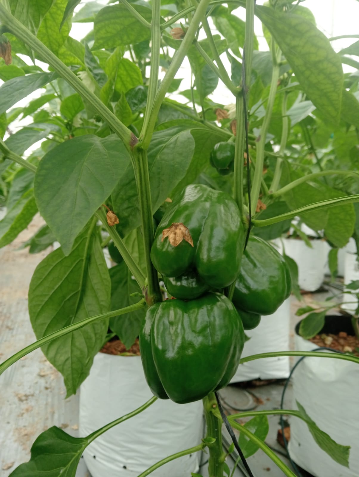 Farmax greenhouse and bell pepper photo 50