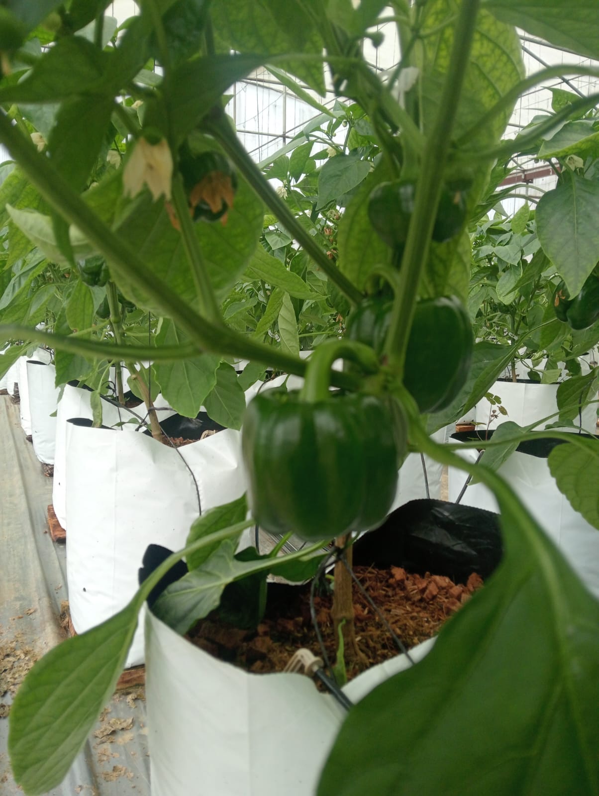 Farmax greenhouse and bell pepper photo 51