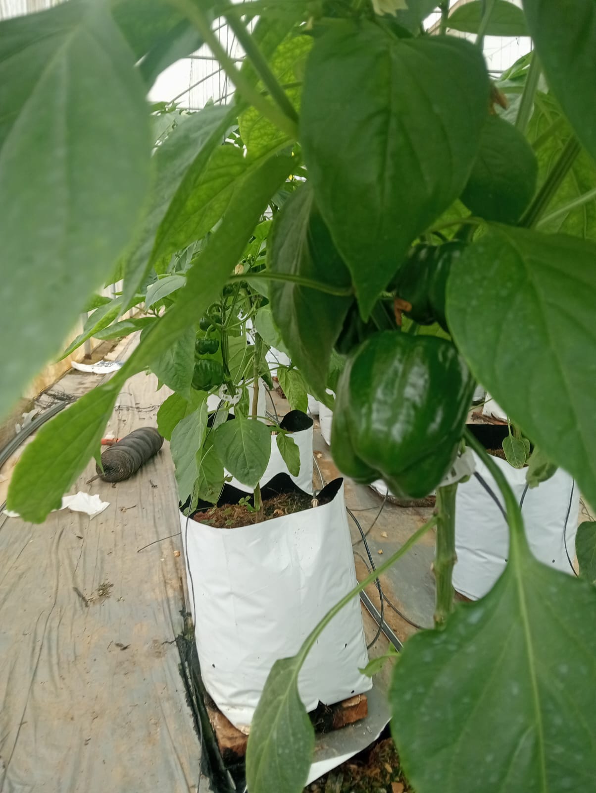 Farmax greenhouse and bell pepper photo 54