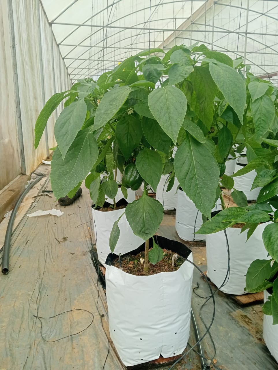 Farmax greenhouse and bell pepper photo 55