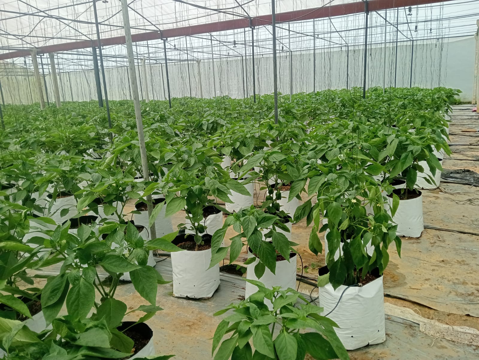 Farmax greenhouse and bell pepper photo 56