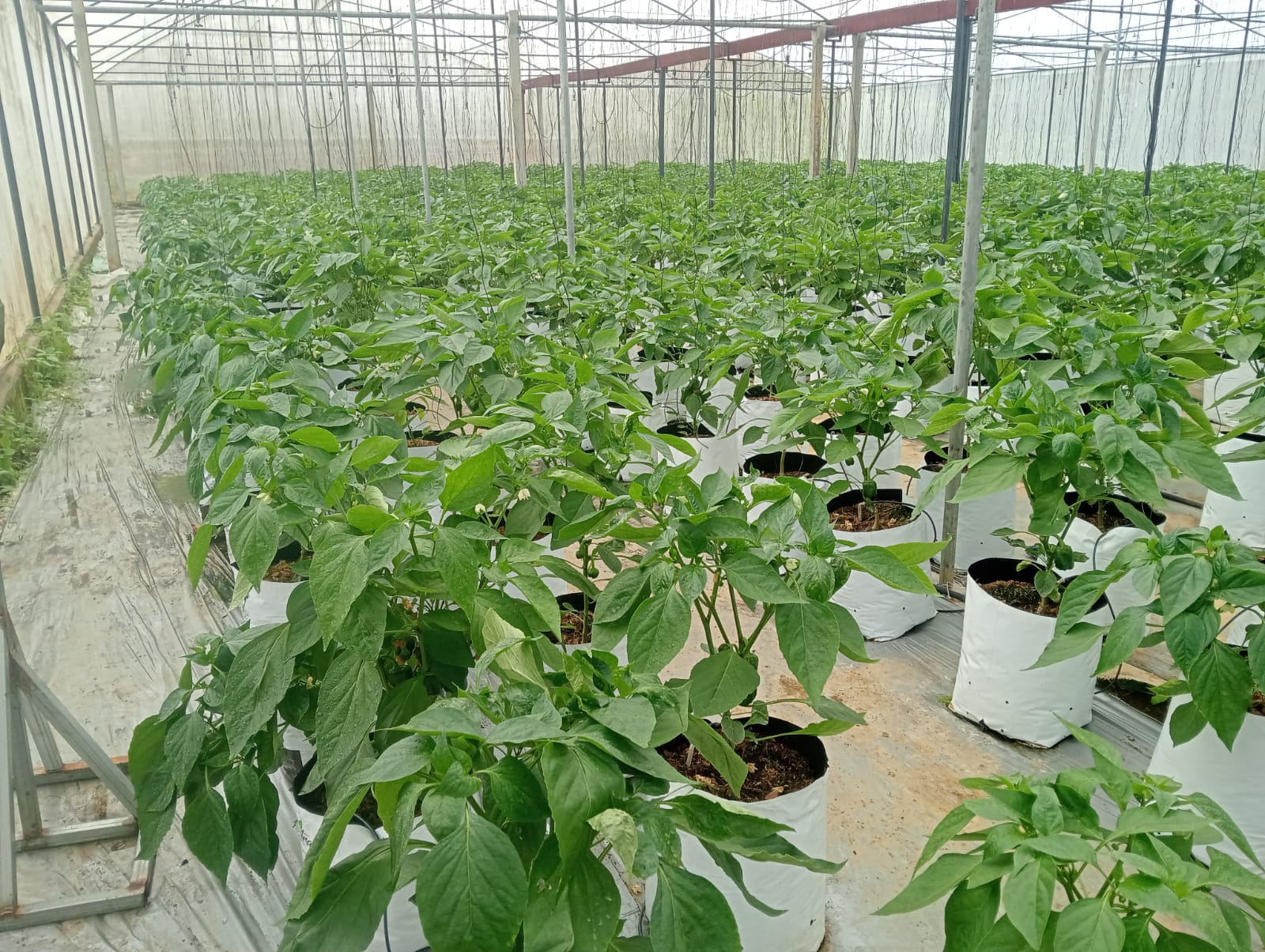 Farmax greenhouse