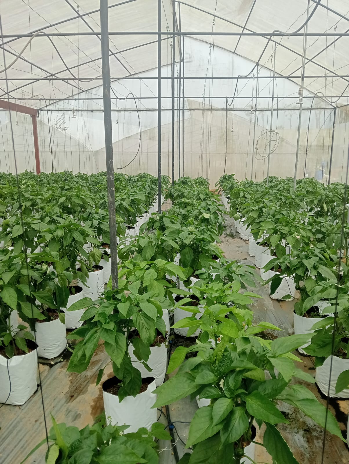 Farmax greenhouse and bell pepper photo 58