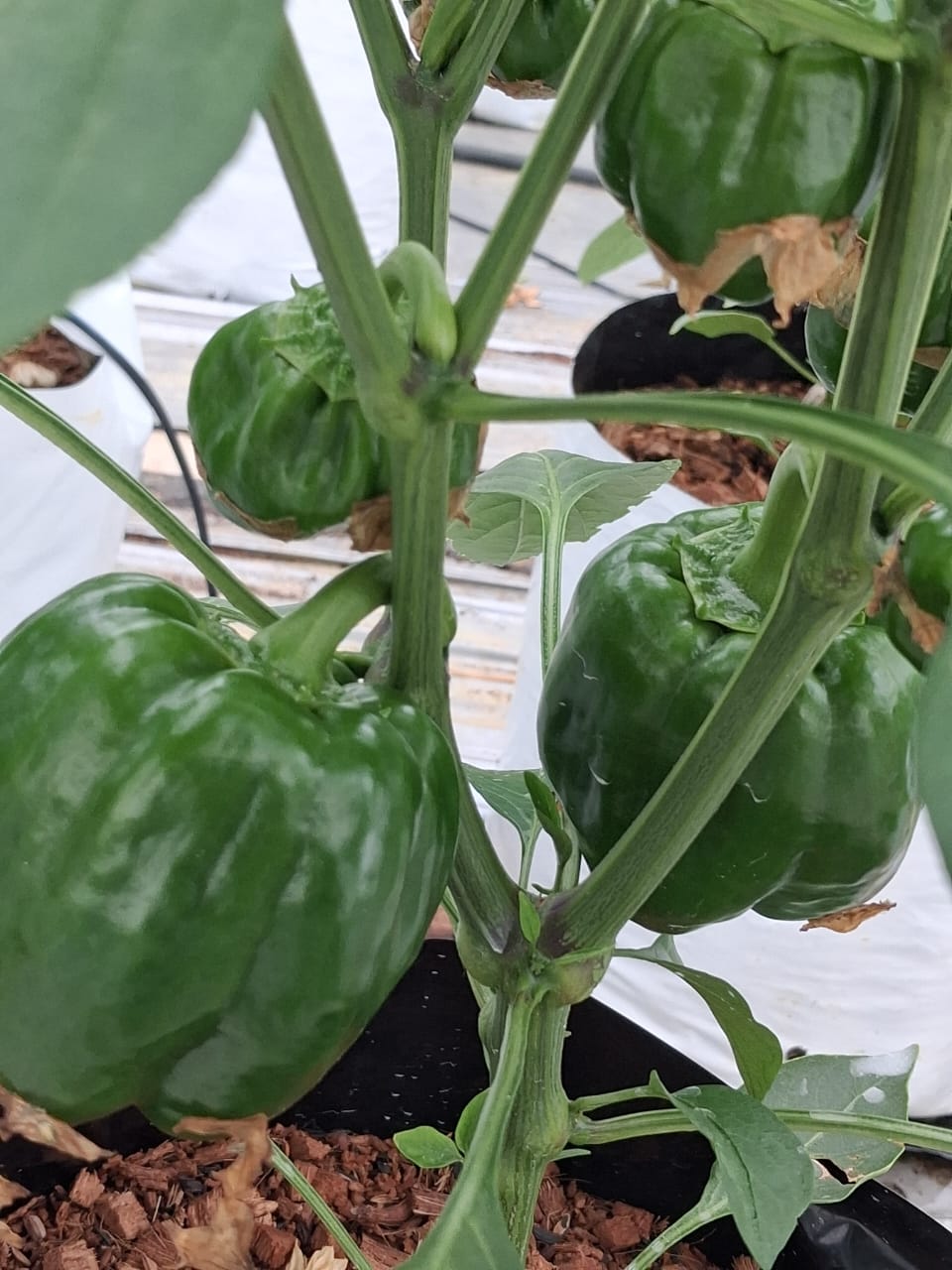 Farmax greenhouse and bell pepper photo 60