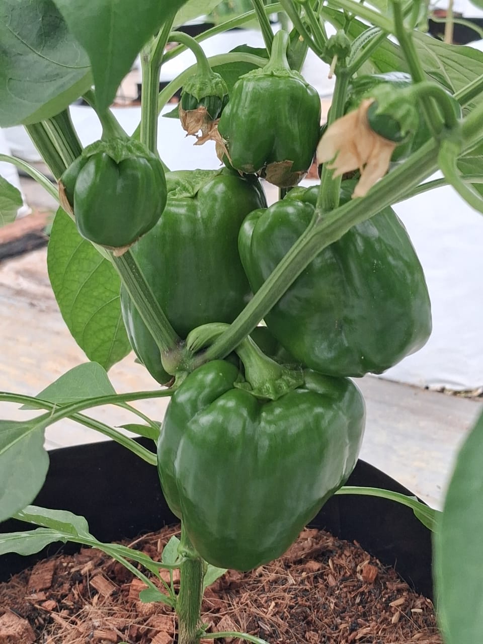 Farmax greenhouse and bell pepper photo 61