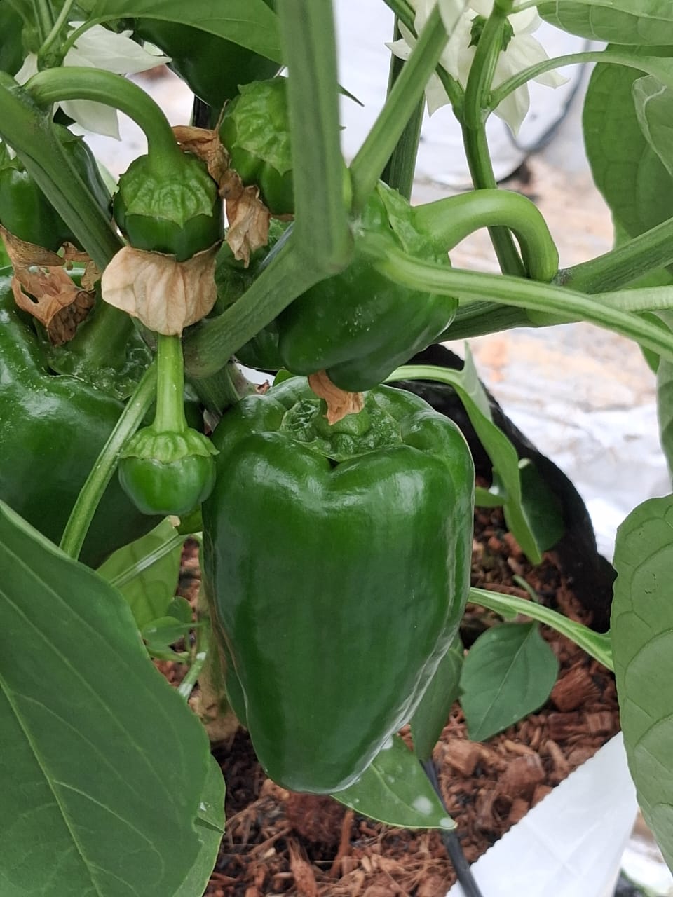 Farmax greenhouse and bell pepper photo 62
