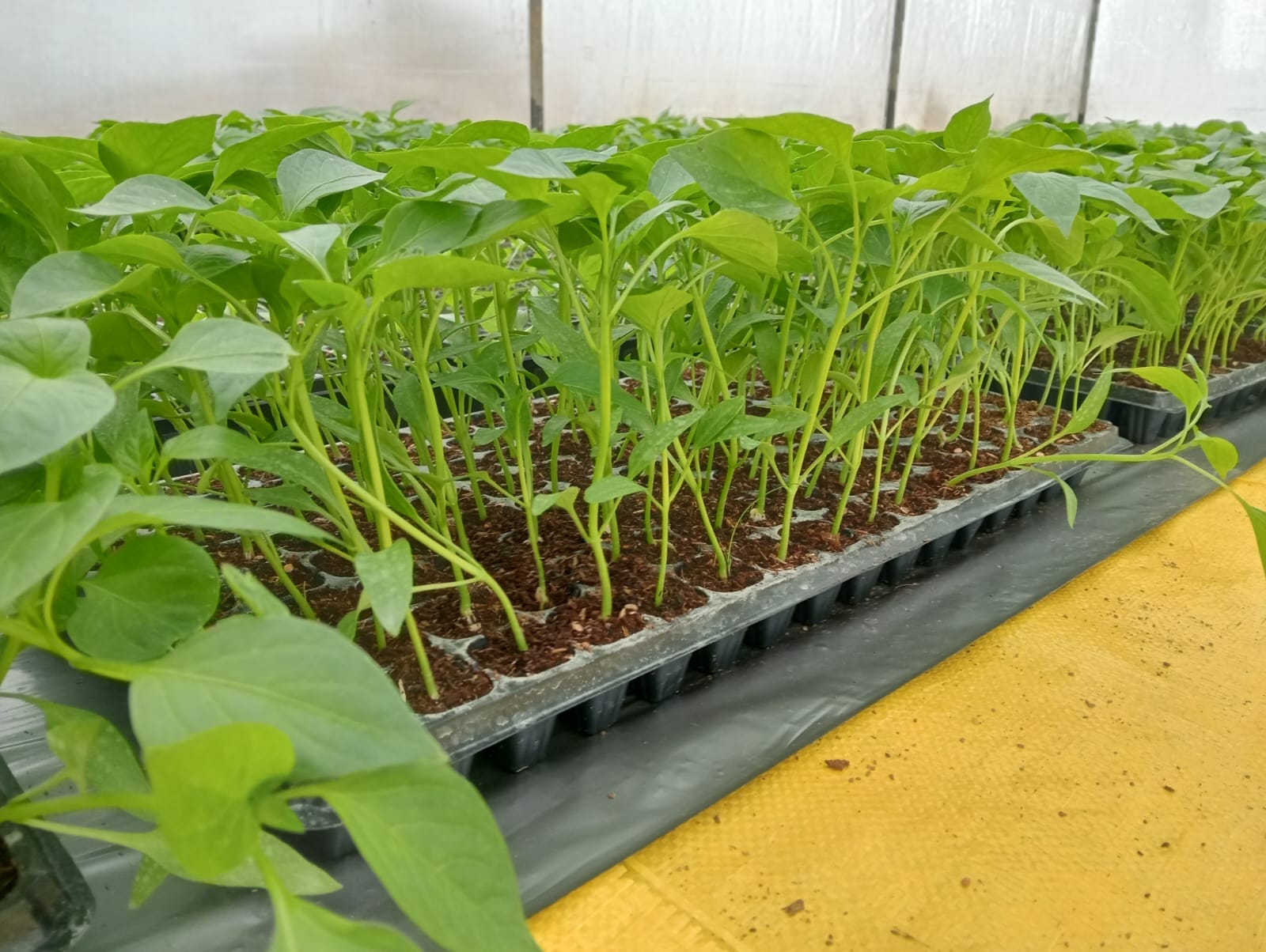 Farmax greenhouse and bell pepper photo 64