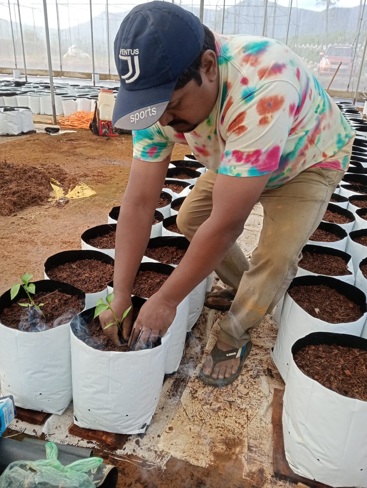 Farmax greenhouse and bell pepper photo 66