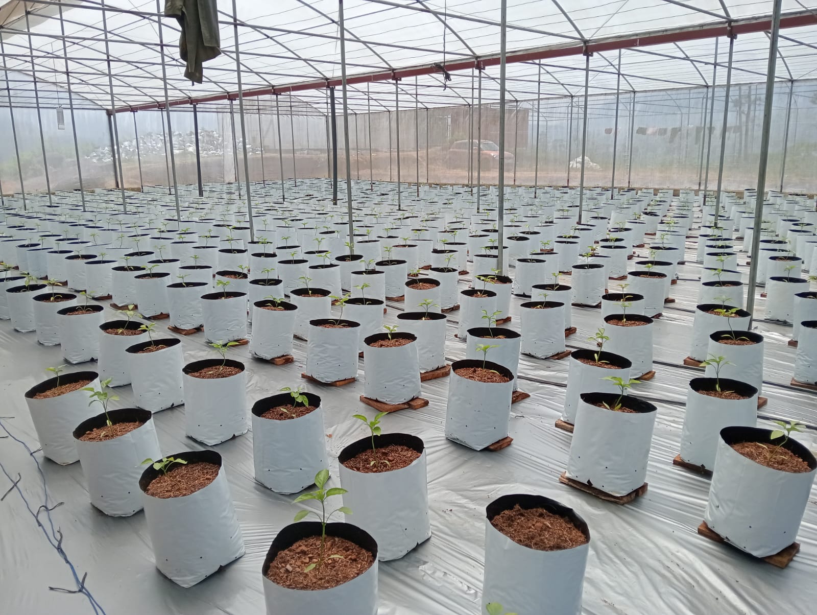 Farmax greenhouse and bell pepper photo 67
