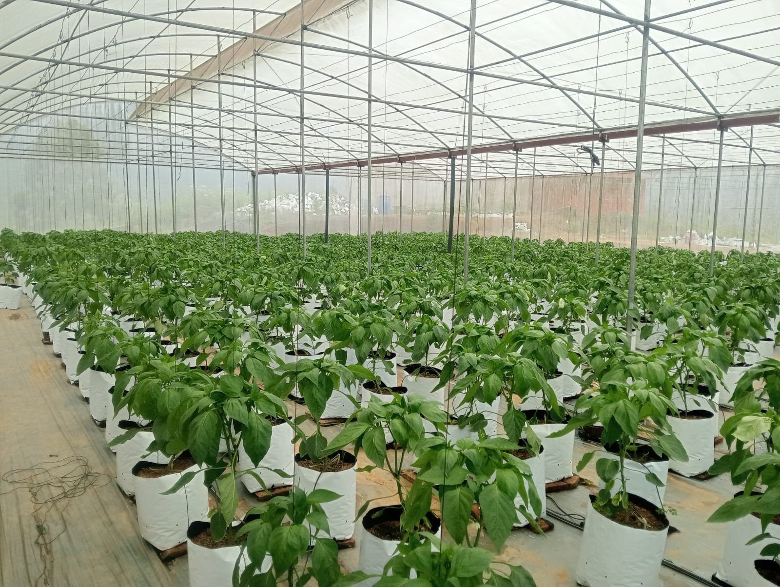 Farmax greenhouse and bell pepper photo 68