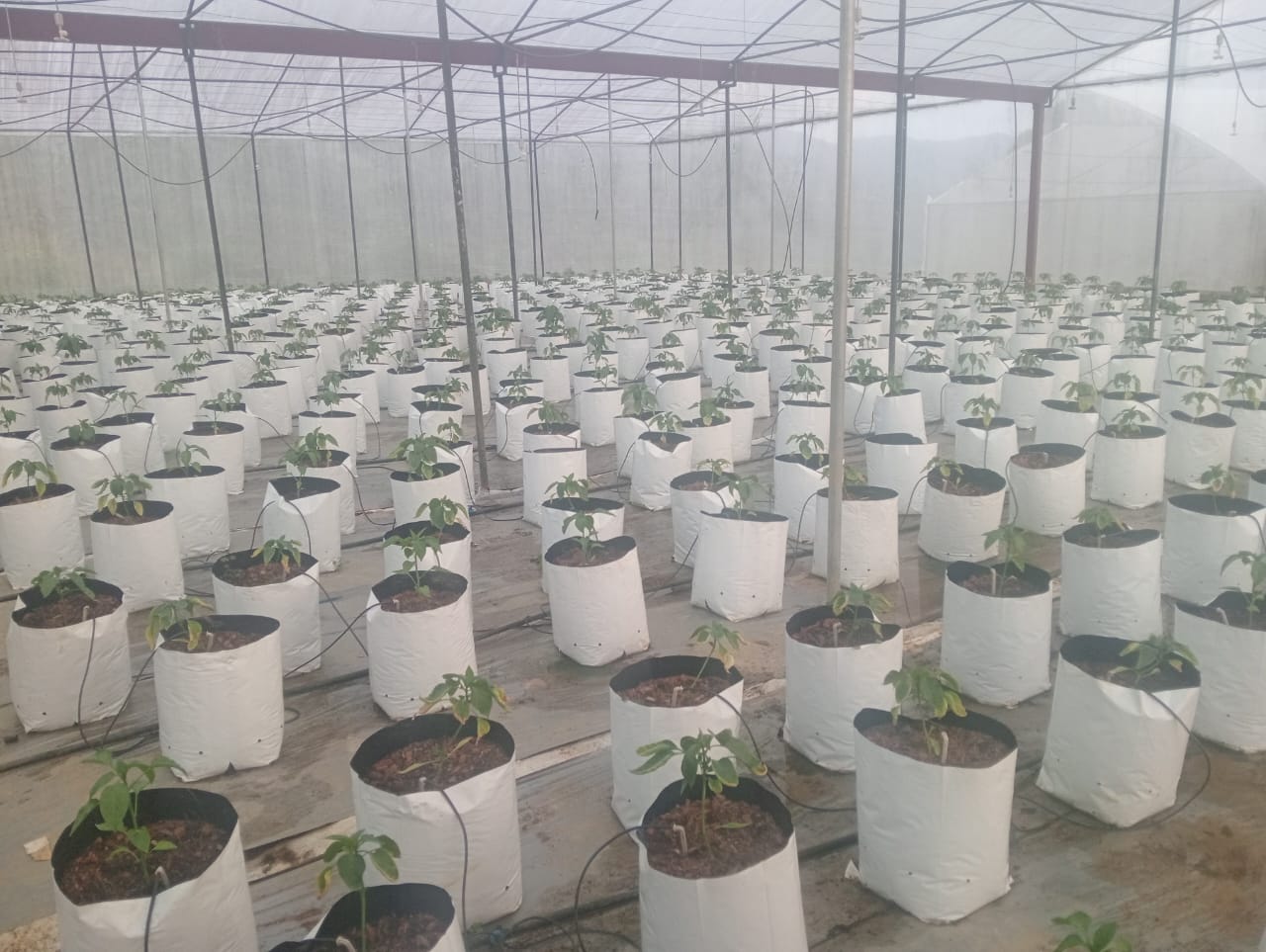 Farmax greenhouse and bell pepper photo 70