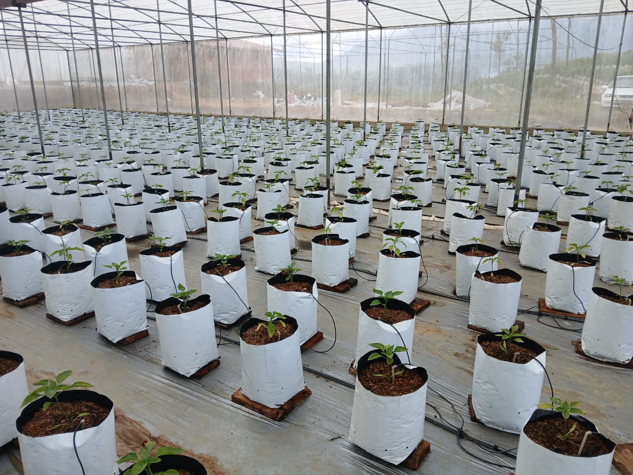 Farmax greenhouse and bell pepper photo 71