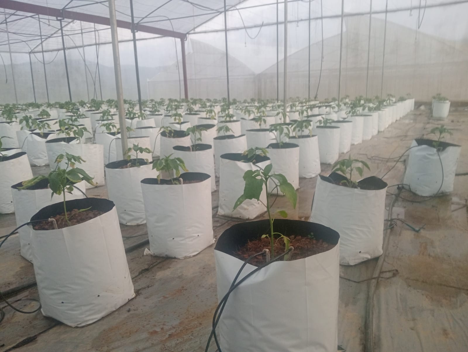 Farmax greenhouse and bell pepper photo 73