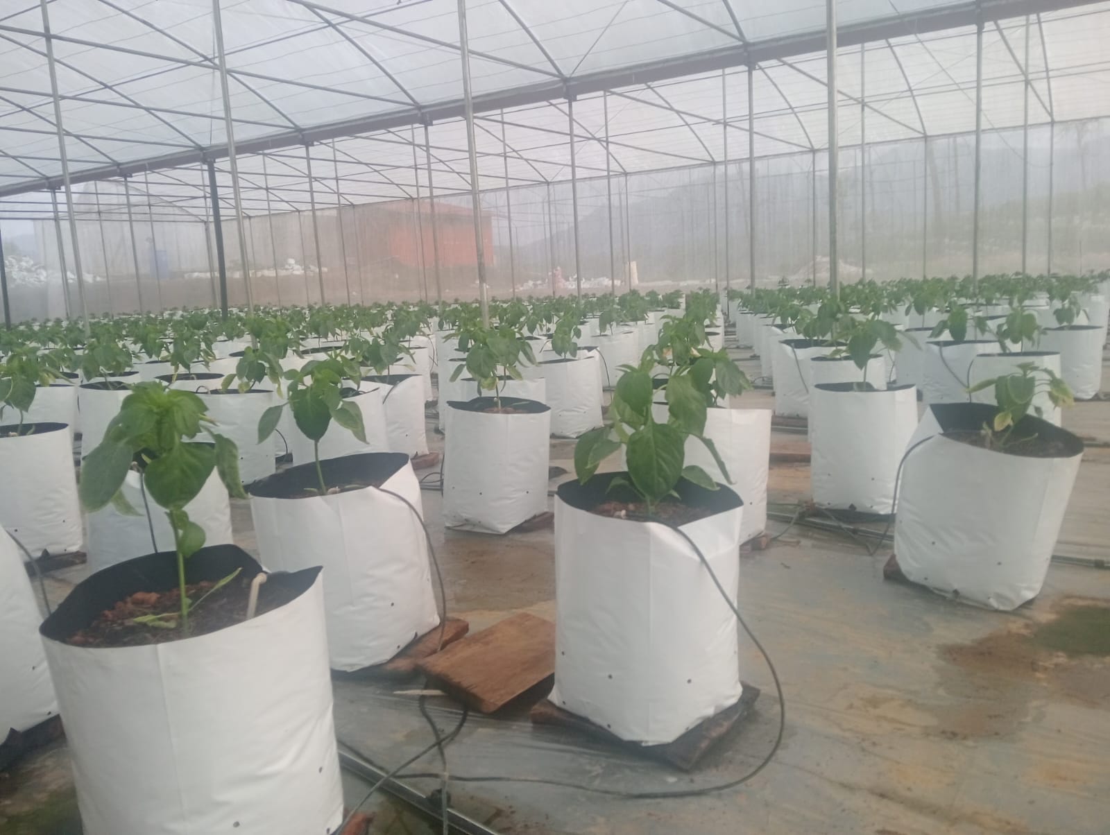 Farmax greenhouse and bell pepper photo 74