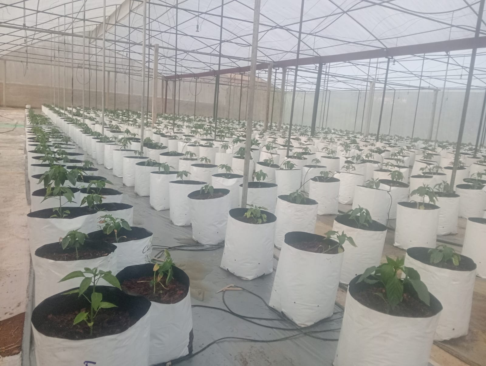 Farmax greenhouse and bell pepper photo 75