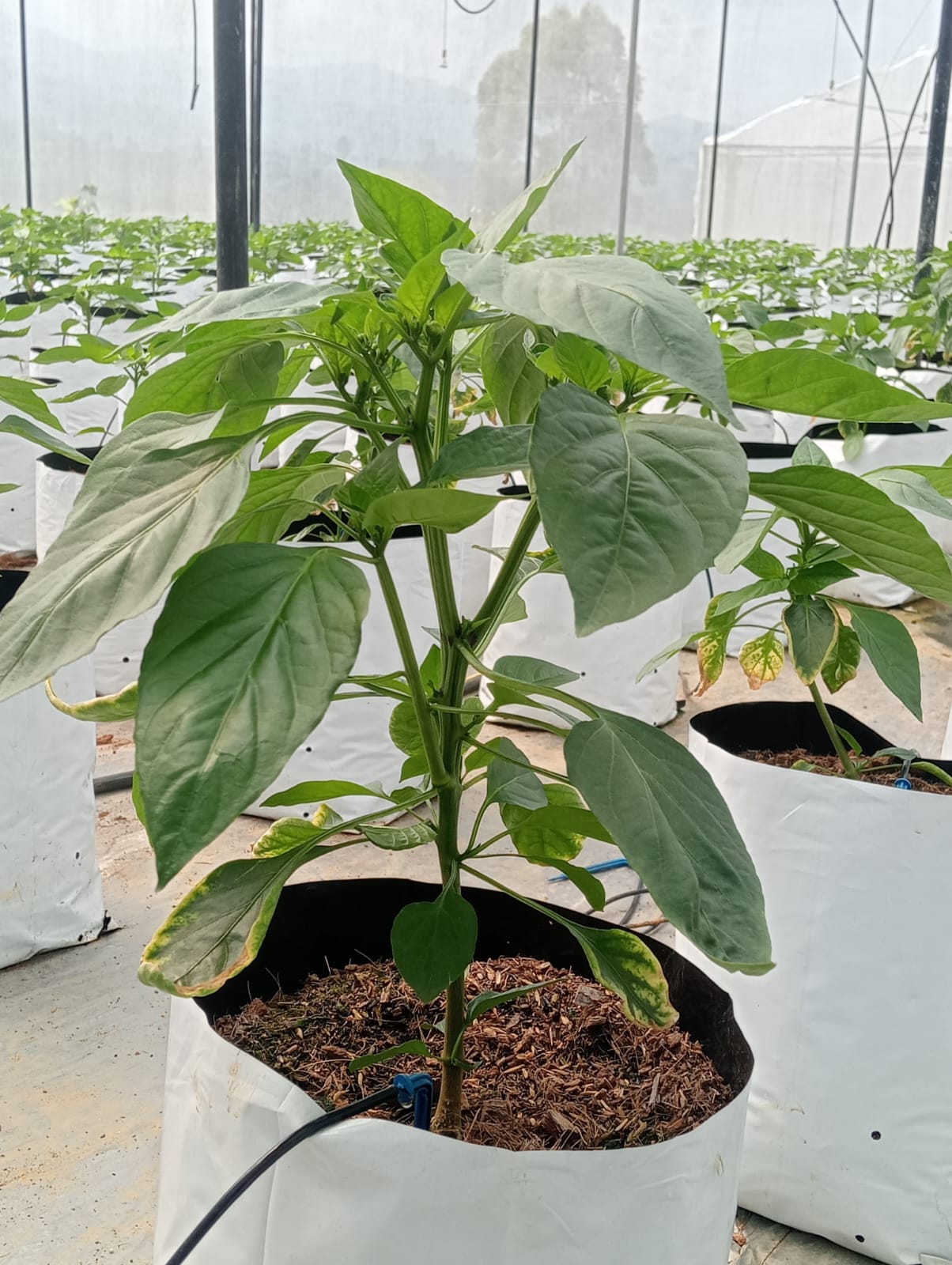 Farmax greenhouse and bell pepper photo 77